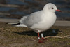 1cy Black-headed Gull in July. (85237 bytes)