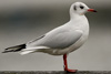 1cy Black-headed Gull in July. (85237 bytes)