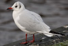 1cy Black-headed Gull in July. (85237 bytes)