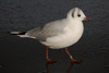 1cy Black-headed Gull in July. (85237 bytes)