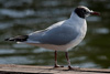 1cy Black-headed Gull in July. (85237 bytes)