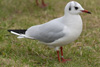 1cy Black-headed Gull in July. (85237 bytes)