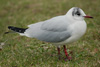 1cy Black-headed Gull in July. (85237 bytes)