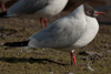 1cy Black-headed Gull in July. (85237 bytes)