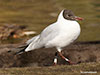 1cy Black-headed Gull in July. (85237 bytes)