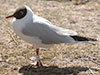 1cy Black-headed Gull in July. (85237 bytes)