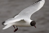 1cy Black-headed Gull in July. (85237 bytes)