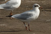 1cy Black-headed Gull in July. (85237 bytes)