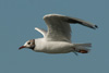 1cy Black-headed Gull in July. (85237 bytes)