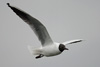 1cy Black-headed Gull in July. (85237 bytes)