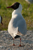 1cy Black-headed Gull in July. (85237 bytes)