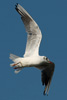 1cy Black-headed Gull in July. (85237 bytes)