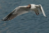 1cy Black-headed Gull in July. (85237 bytes)