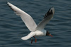 1cy Black-headed Gull in July. (85237 bytes)