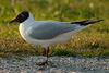 1cy Black-headed Gull in July. (85237 bytes)