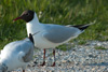 1cy Black-headed Gull in July. (85237 bytes)