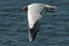1cy Black-headed Gull in July. (85237 bytes)