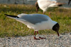 1cy Black-headed Gull in July. (85237 bytes)