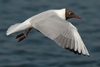 1cy Black-headed Gull in July. (85237 bytes)