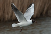 1cy Black-headed Gull in July. (85237 bytes)