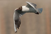 1cy Black-headed Gull in July. (85237 bytes)
