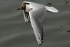 1cy Black-headed Gull in July. (85237 bytes)