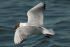1cy Black-headed Gull in July. (85237 bytes)