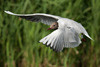 1cy Black-headed Gull in July. (85237 bytes)