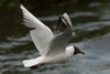 1cy Black-headed Gull in July. (85237 bytes)
