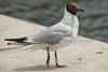 1cy Black-headed Gull in July. (85237 bytes)