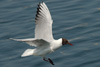 1cy Black-headed Gull in July. (85237 bytes)