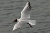 1cy Black-headed Gull in July. (85237 bytes)