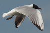 1cy Black-headed Gull in July. (85237 bytes)