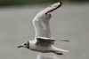 1cy Black-headed Gull in July. (85237 bytes)