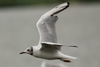 1cy Black-headed Gull in July. (85237 bytes)