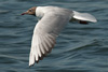 1cy Black-headed Gull in July. (85237 bytes)
