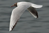 1cy Black-headed Gull in July. (85237 bytes)