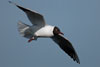 1cy Black-headed Gull in July. (85237 bytes)