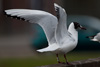 1cy Black-headed Gull in July. (85237 bytes)