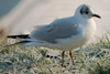 1cy Black-headed Gull in July. (85237 bytes)