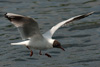 1cy Black-headed Gull in July. (85237 bytes)