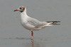 1cy Black-headed Gull in July. (85237 bytes)