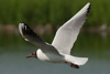 1cy Black-headed Gull in July. (85237 bytes)