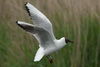 1cy Black-headed Gull in July. (85237 bytes)