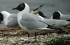 1cy Black-headed Gull in July. (85237 bytes)