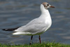 1cy Black-headed Gull in July. (85237 bytes)