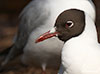 1cy Black-headed Gull in July. (85237 bytes)