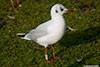 1cy Black-headed Gull in July. (85237 bytes)