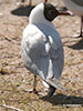 1cy Black-headed Gull in July. (85237 bytes)