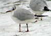 1cy Black-headed Gull in July. (85237 bytes)